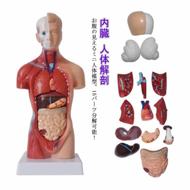人体胴体解剖モデル 人間の透明な胴体モデル内臓モデル - 模型
