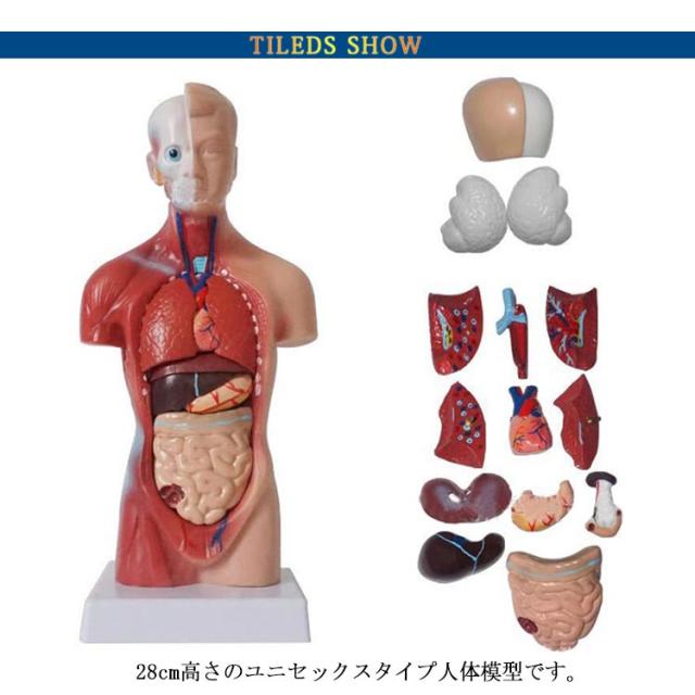 人体模型 内臓模型 15パーツ 28cm 内臓人体模型 人体解剖 模型 胴体