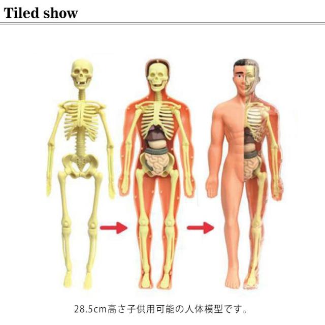 子供用可能 人体模型 人体モデル 28 5cm 内臓 内臓模型 知育玩具 6歳以上 人体解剖 模型 女性 男性 子供 キッズ 胴体解剖モデル ミニ 内臓人体模型 人体 トルソー 標本 教材 実験 骸骨 骨格 骨 模型 お腹の見える人体模型 パーツ取り外し可の通販は