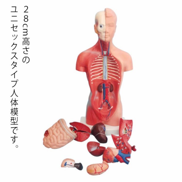 人体模型 内臓模型 28cm 人体解剖 模型 女性 男性 胴体解剖モデル ミニ