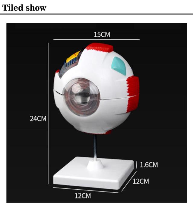 眼球 6倍拡大模型 目玉 眼球 目 眼 眼球モデル 人体模型 立体