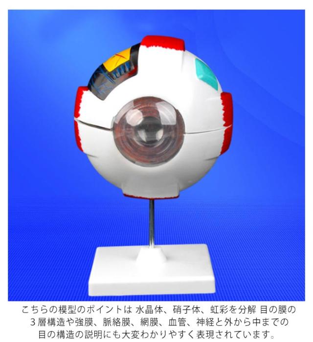 眼球医療用模型 眼球 6倍拡大模型 目玉 眼球 目 眼 眼球モデル 人体模型 立体 解剖学