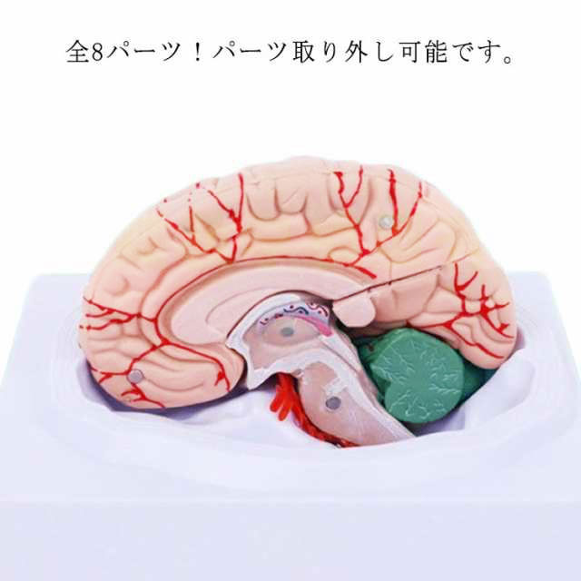 全8パーツ取り外し可能! 脳 模型 人体模型 脳解剖模型 脳モデル