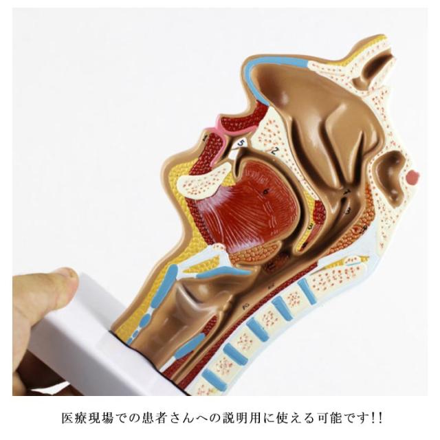 週間売れ筋 顔断面 模型 人体模型 鼻 咽頭部 02 - 人体模型 人体