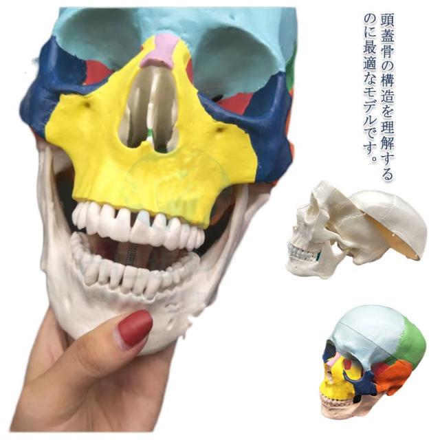 人体模型 頭蓋骨 実物大 色分け 頭蓋骨模型 頭蓋モデル スカル 下顎
