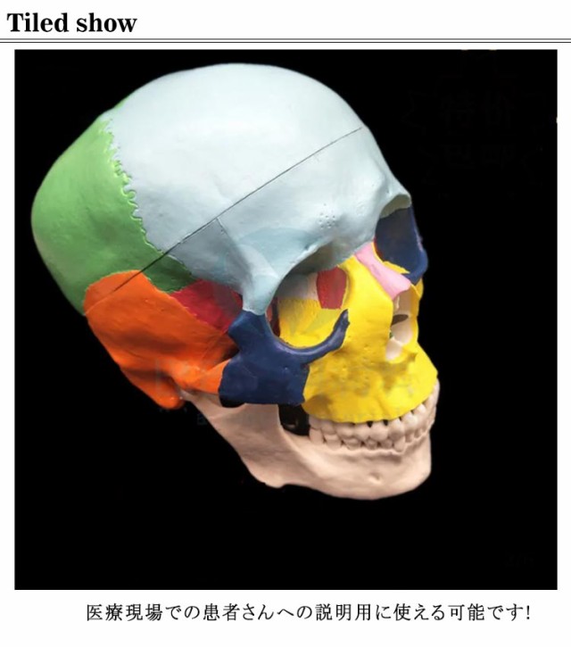 人体模型 頭蓋骨 実物大 色分け 頭蓋骨模型 頭蓋モデル スカル 下顎