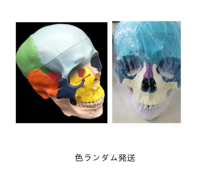 人体模型 頭蓋骨 実物大 色分け 頭蓋骨模型 頭蓋モデル スカル