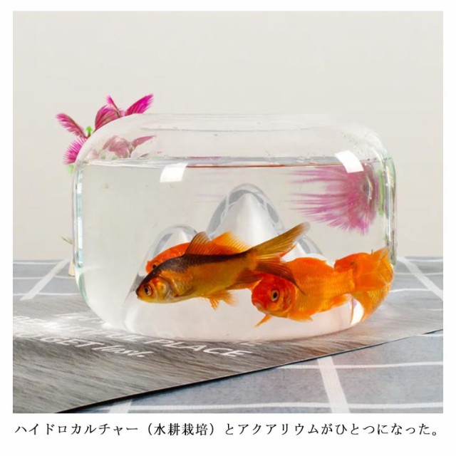 熱帯魚 ベタ ベタ飼育 鉢タイプ 水槽/熱帯魚/観賞魚/飼育 インテリア 水槽 インテリア水槽 ベタ用 水耕栽培の通販はau PAY マーケット -  BELLISSIMA | au PAY マーケット－通販サイト