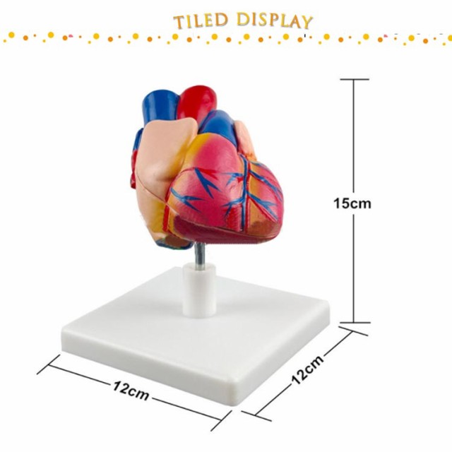心臓バイパス付 2分解モデル 心臓模型 実物大 右心房 左心房 右心室 左心室 人体模型 4D モデル 目 心臓 模型 解剖 教材 模型 診察  実習の通販はau PAY マーケット - BELLISSIMA | au PAY マーケット－通販サイト