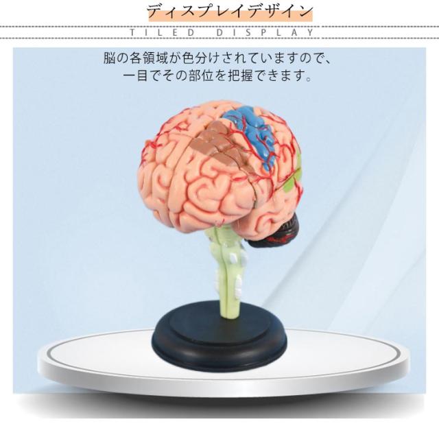 医療学習用 人体模型 看護学校 医学 授業 脳モデル 立体 脳模型 医師