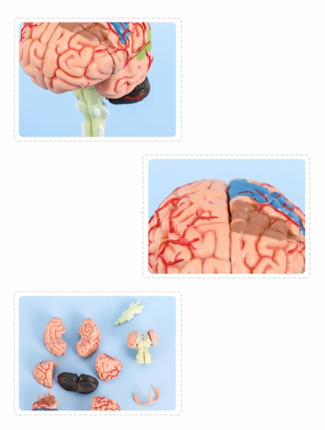 医療学習用 人体模型 看護学校 医学 授業 脳モデル 立体 脳模型 医師