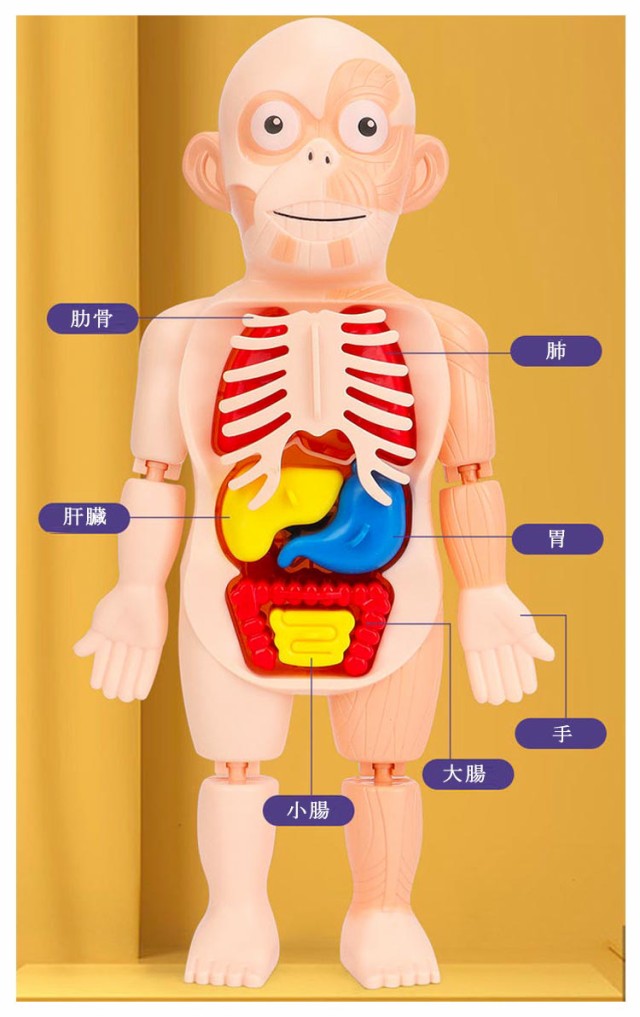 知育玩具 人体パズル 人体模型 人体解剖モデルボディ 人体解剖模型