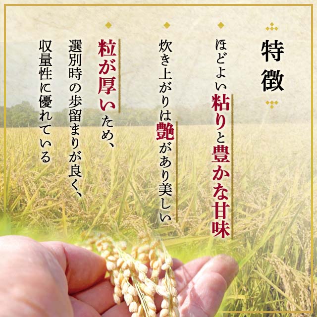 400円OFFクーポン配布中】 お米 北海道産 ゆめぴりか 精白米 10kg（5kg