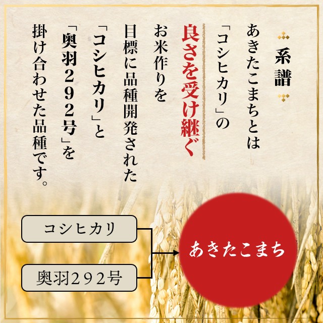 新米 令和5年産 お米 秋田県産 あきたこまち 無洗米 10kg（5kg×2袋