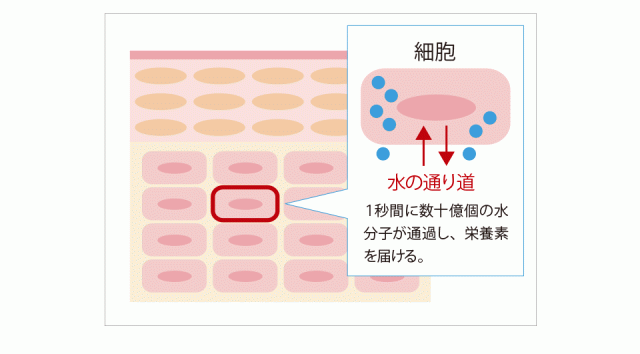 シエル・エ・メール モイスチュアローション 150ml