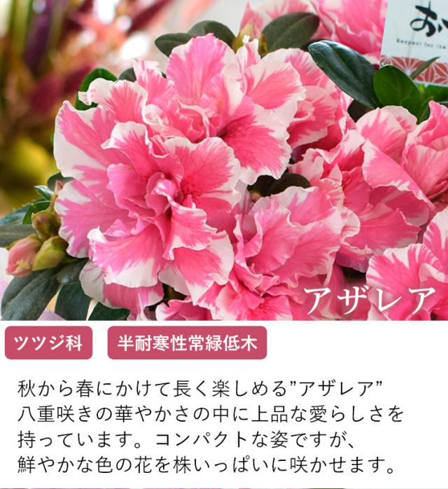 敬老の日 花 ギフト アザレア Inふくろうバスケット 5号鉢 敬老の日限定ギフト 花 敬老の日 プレゼント 5号鉢の通販はau Pay マーケット フラワーマーケット花由 商品ロットナンバー