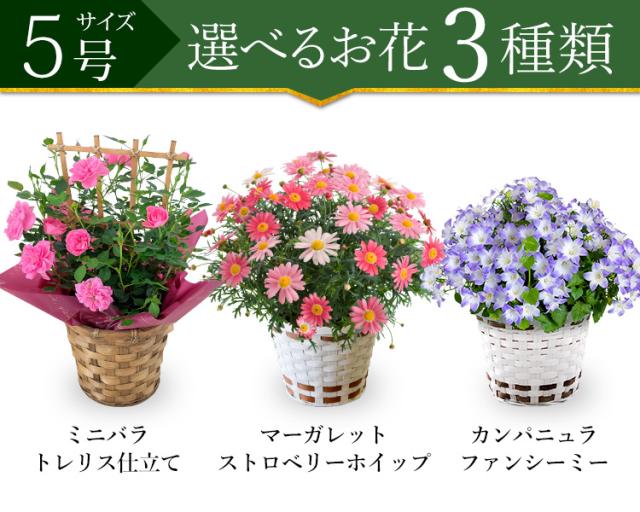 送料無料 選べる3種類 春の鉢花 カンパニュラ ファンシーミー マーガレット ストロベリーホイップ ミニバラ スイートメモリー トレリス仕の通販はau Pay マーケット フラワーマーケット花由 商品ロットナンバー