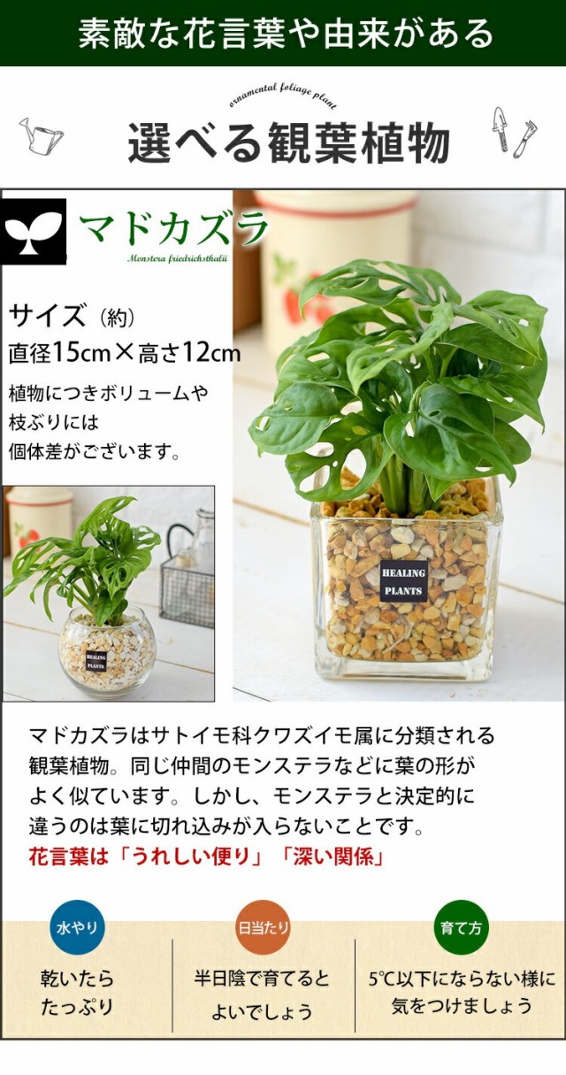 土を使わない 観葉植物 ハイドロカルチャー ガジュマルの木 パキラ サンスベリア ゼオライトプランツ ガラス キューブ おしゃれ 鉢 インテリア  グリーン 小さい ミニ観葉 ガジュマル ギフト 植物 誕生日 プレゼント 秋 女性 男性の通販はau PAY マーケット - フラワー ...