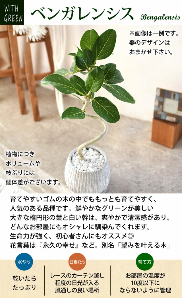 2022新入荷 フィカス アルテシーマ 曲げ 観葉植物 植物/観葉植物 - www