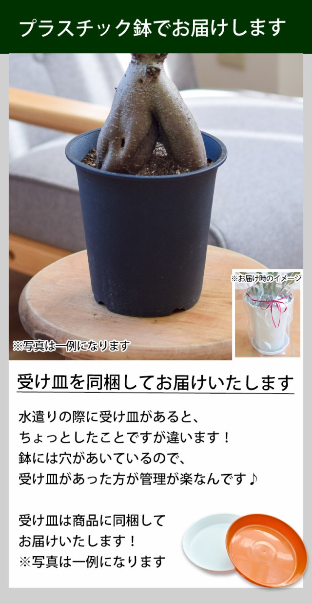 ガジュマル 鉢植え ＜プラスチック鉢でお届け＞ 多幸の木 幸せを呼ぶ木 観葉植物 インテリア ギフト 室内 おしゃれ 引越し祝い 新築祝い 開店祝い  お祝い 開業祝いの通販はau PAY マーケット - フラワーマーケット花由 | au PAY マーケット－通販サイト