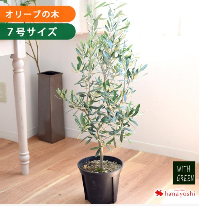 オリーブの木 観葉植物 花由がお届けするオリーブの木 7号鉢