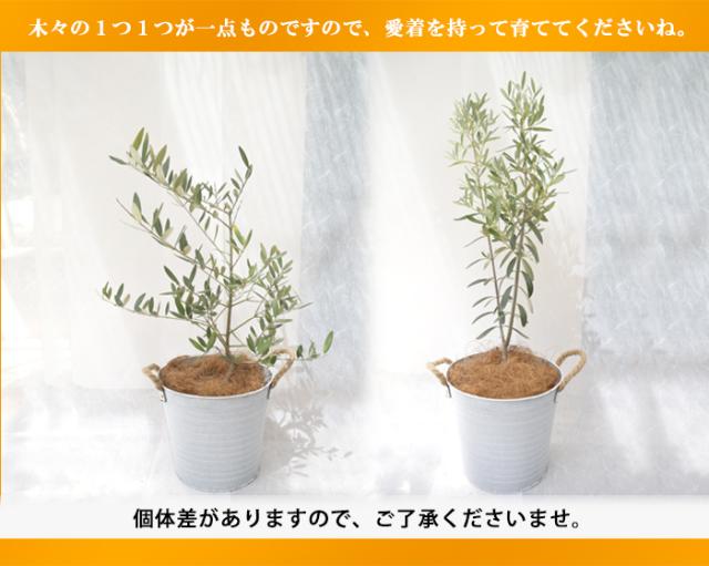 オリーブの木 鶴亀園 ネバディロブランコ 2m 庭木 常緑樹 地植えにも