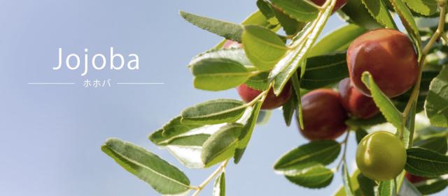 TOP画像 Jojoba ホホバ