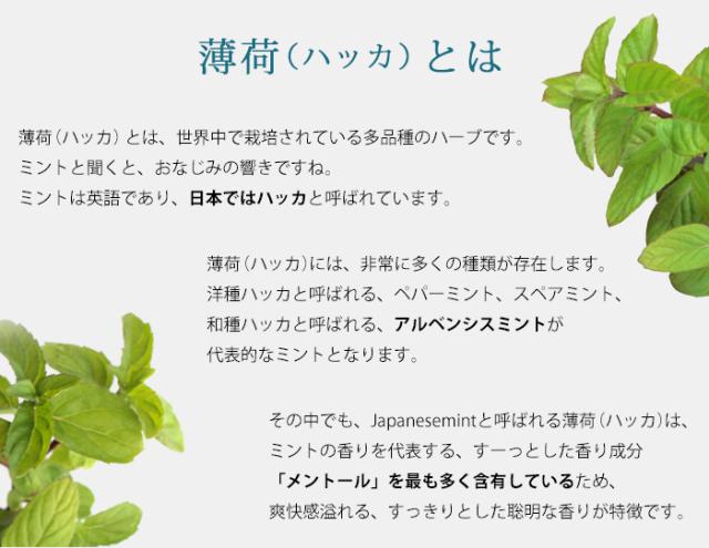 薄荷とは