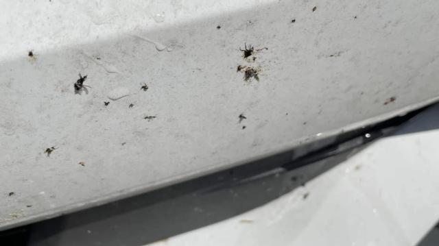 虫取りクリーナー 虫除去剤 虫クリーナー 鳥フン 鳥糞 鳥ふん とりふん クリーナー 虫クリン 洗車の王国