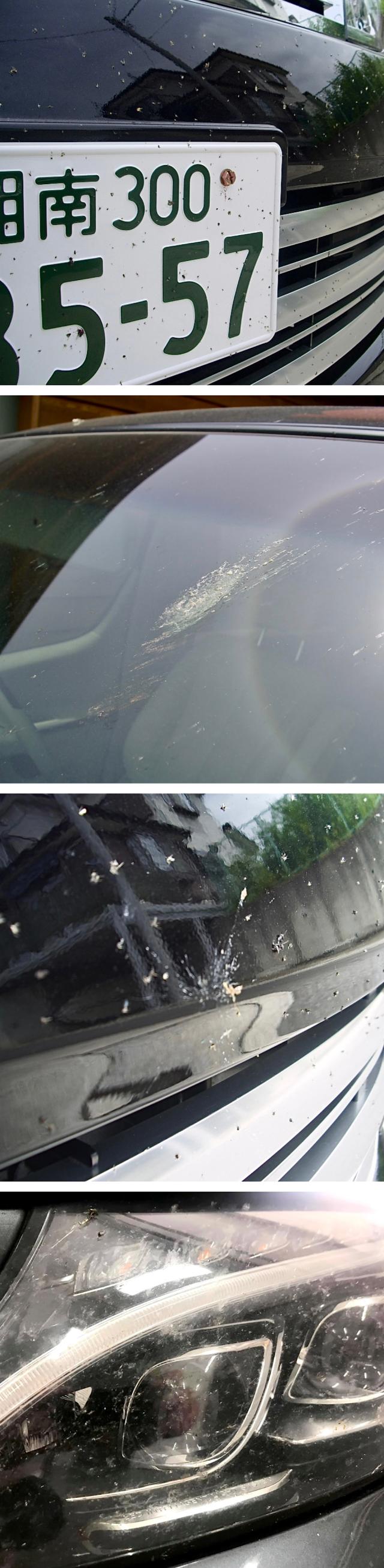 虫取りクリーナー 虫除去剤 虫クリーナー 鳥フン 鳥糞 鳥ふん とりふん クリーナー 虫クリン 洗車の王国