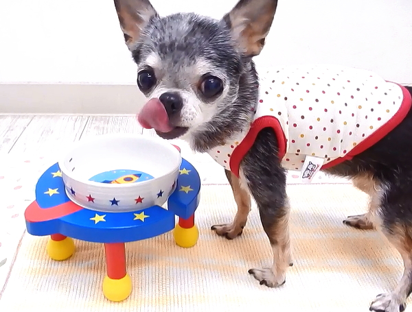 チワワ ボウル フードボウル ユニバース 小型犬 ペット 犬 エサ皿 フード皿 給餌 の通販はwowma ワウマ チワワ 専門店skipdog 商品ロットナンバー 233122658