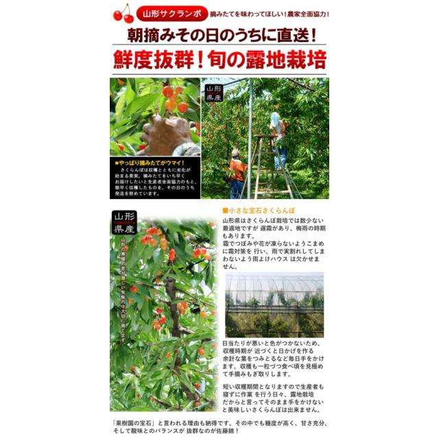 山形さくらんぼ
