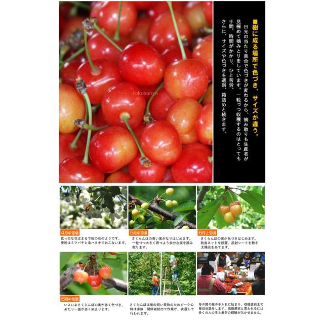 山形さくらんぼ