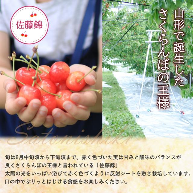 山形さくらんぼ