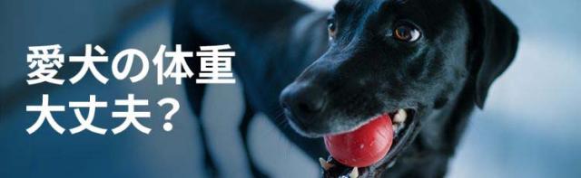 最新情報 ヒルズ プリスクリプション ダイエット 犬用 W D 消化 体重 糖尿病の管理 小粒 3kg 犬用特別療法食 人気満点 Www Iacymperu Org