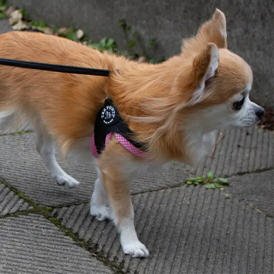 トレポンティ リベルタ ソフトメッシュ