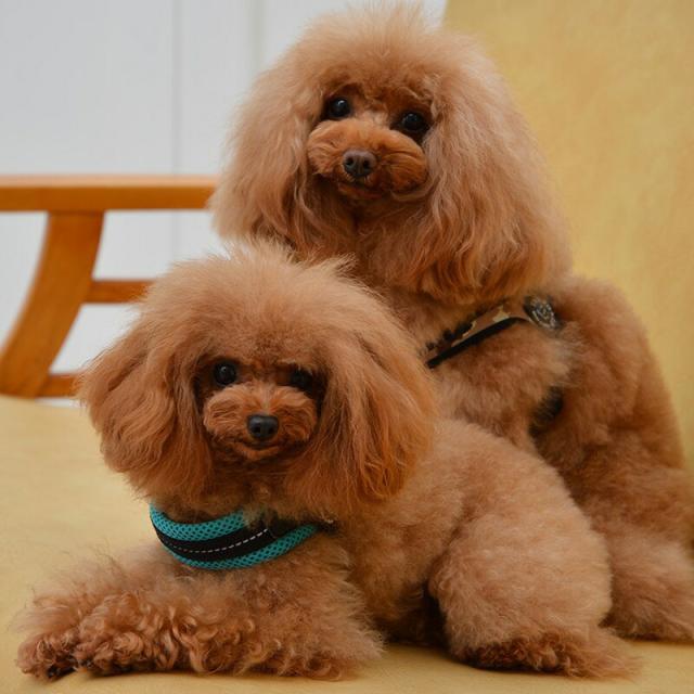 トレポンティ フィッビア ソフトメッシュ