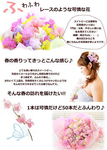 スイトピー スイートピー 50本