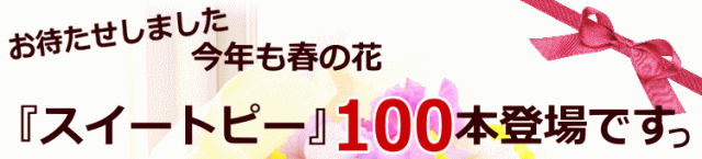 スイトピー スイートピー 100本