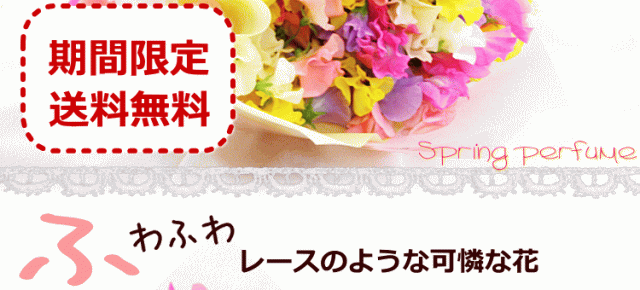 スイトピー スイートピー 100本