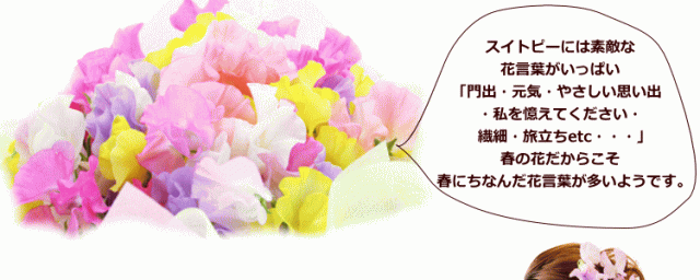 スイトピー スイートピー 100本