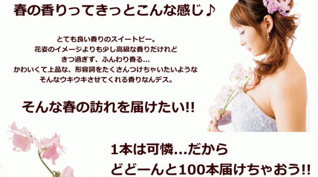 スイトピー スイートピー 100本