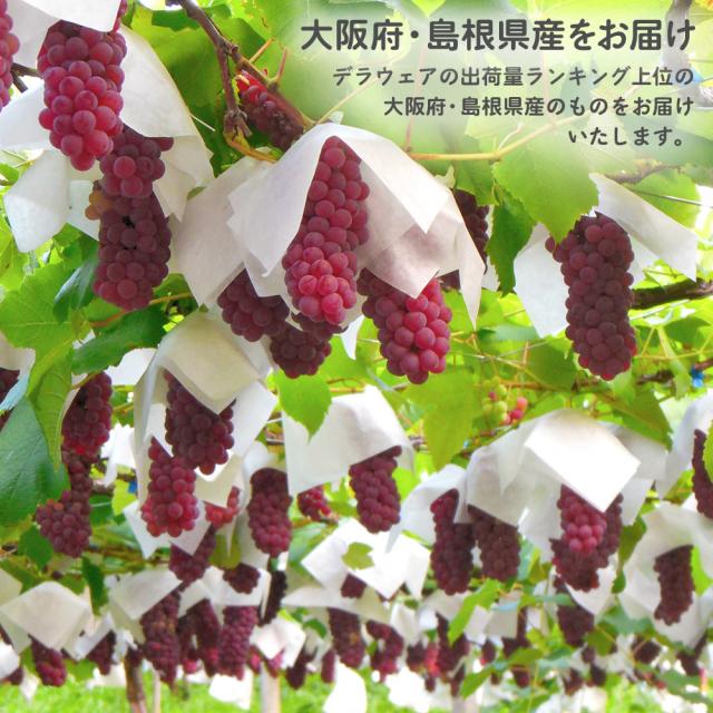 父の日デラウェア