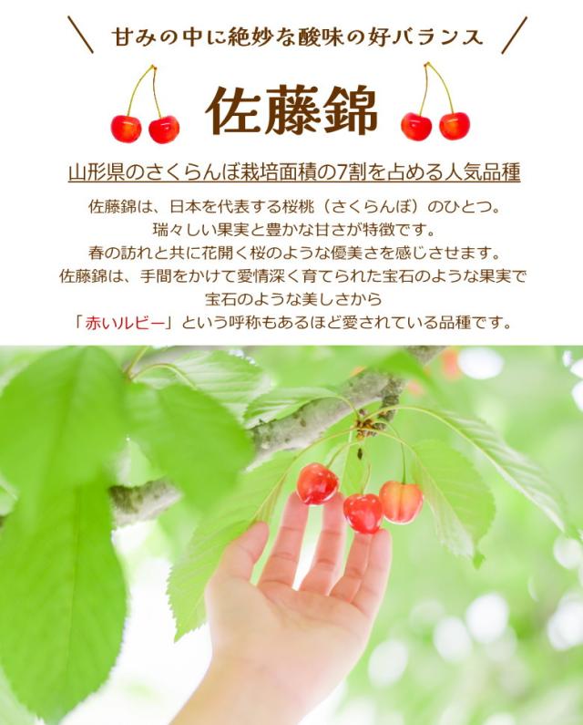 佐藤錦 紅秀峰 母の日 産地直送 山形 産直 カーネーション