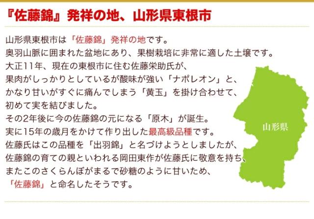 佐藤錦 母の日 産地直送 山形 産直 カーネーション