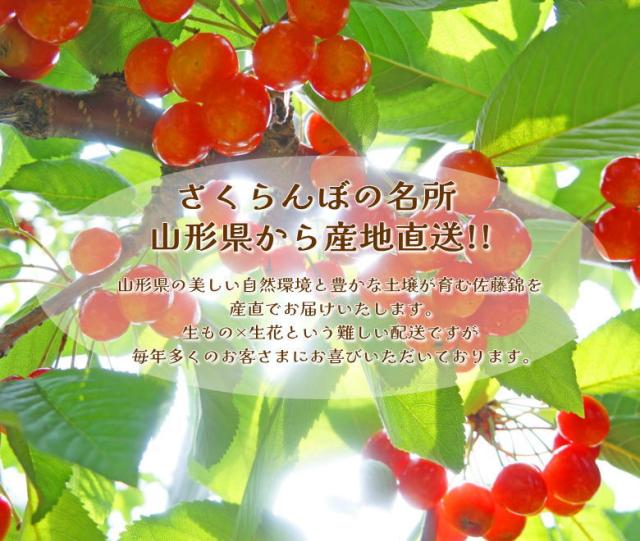 佐藤錦 紅秀峰 母の日 産地直送 山形 産直 カーネーション