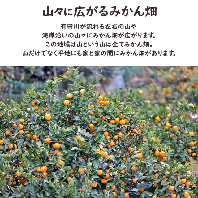 有田みかん