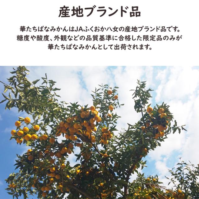 華たちばなみかん