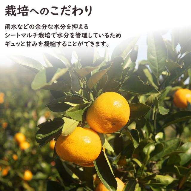 華たちばなみかん