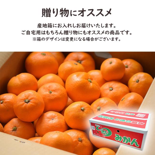 佐賀美人みかん